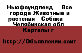 Ньюфаундленд  - Все города Животные и растения » Собаки   . Челябинская обл.,Карталы г.